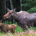 Älgko med två kalvar