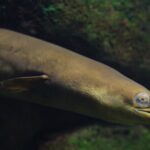 Närbild på huvudet av en ål.