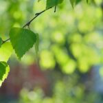 Gren med björklöv i närbild