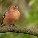 Bofink på trädstam