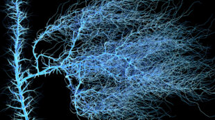 Nervous or blood system. Medical illustration