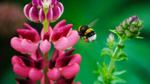 Flygande humla går in för landning på en lupin.