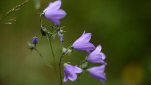 Toppen av en blåklocka mot grön bakgrund.