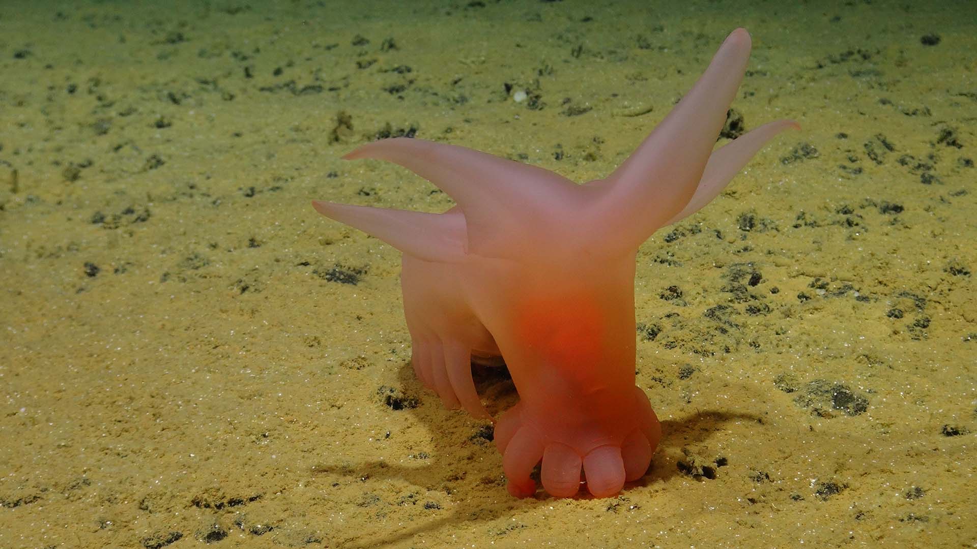 Rosa svagt genomskinligt djur med rosa fötter på havsbottnen.