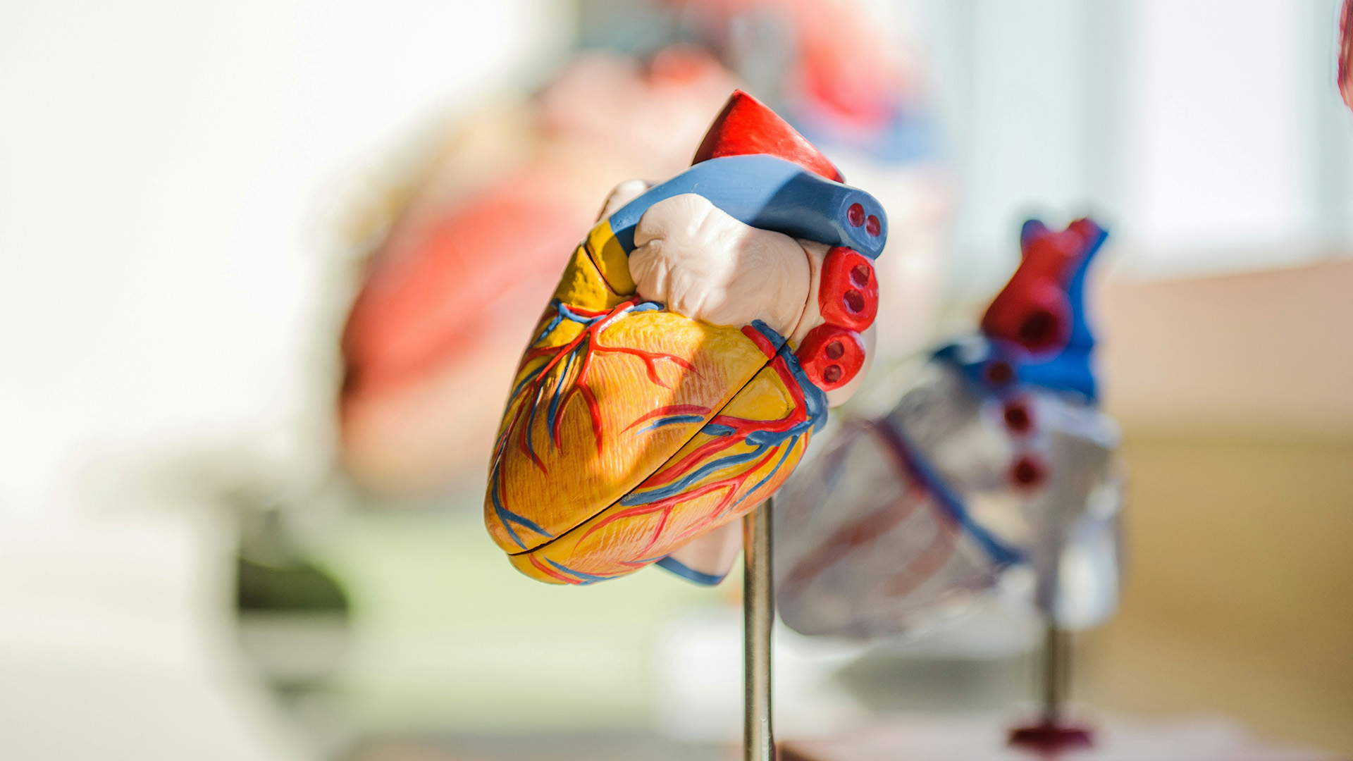 Modell av hjärta med vener och artärer.