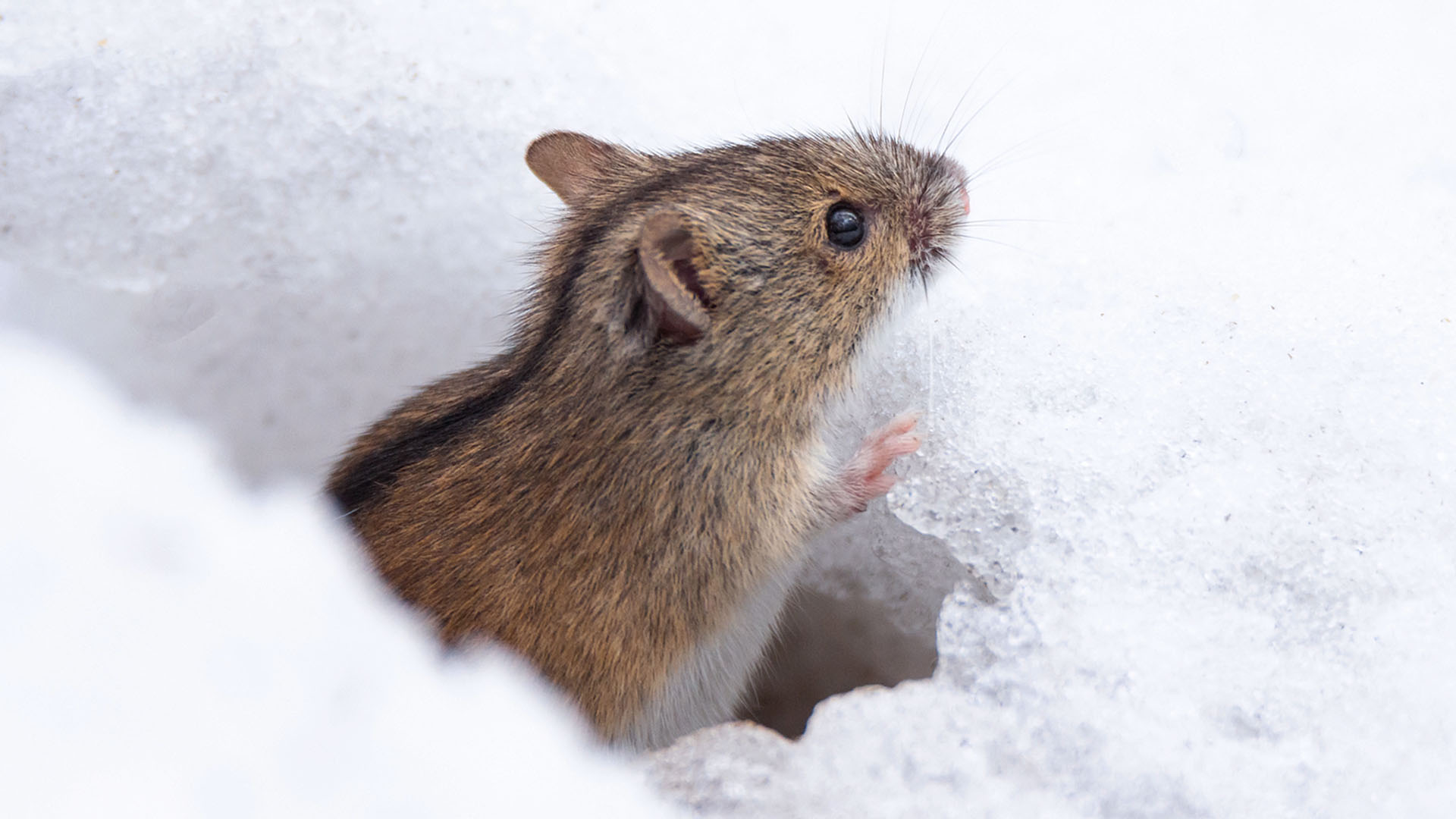 Liten mus tittar ut från isig håla.