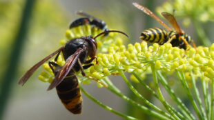 Närbild på getingar som suger nektar.