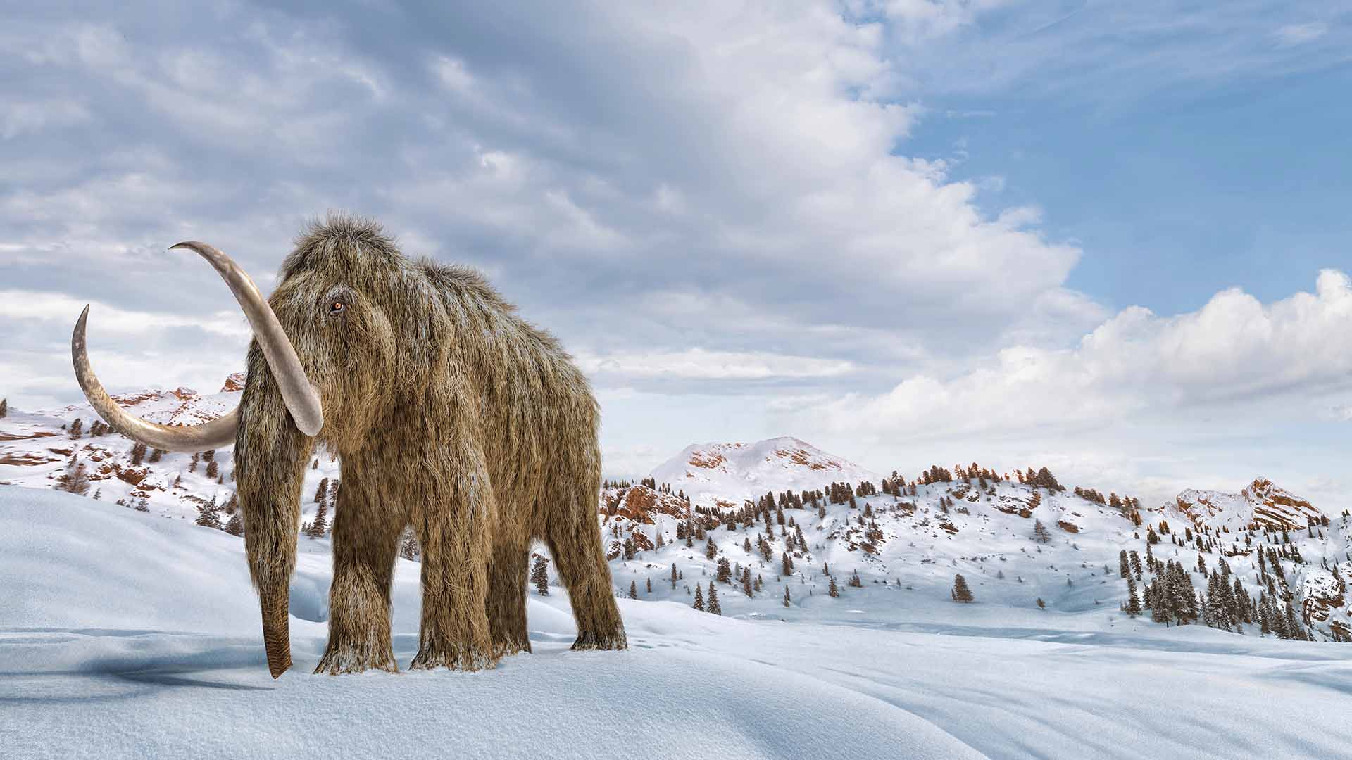 Mammut med tjock päls och kraftiga långa betar.