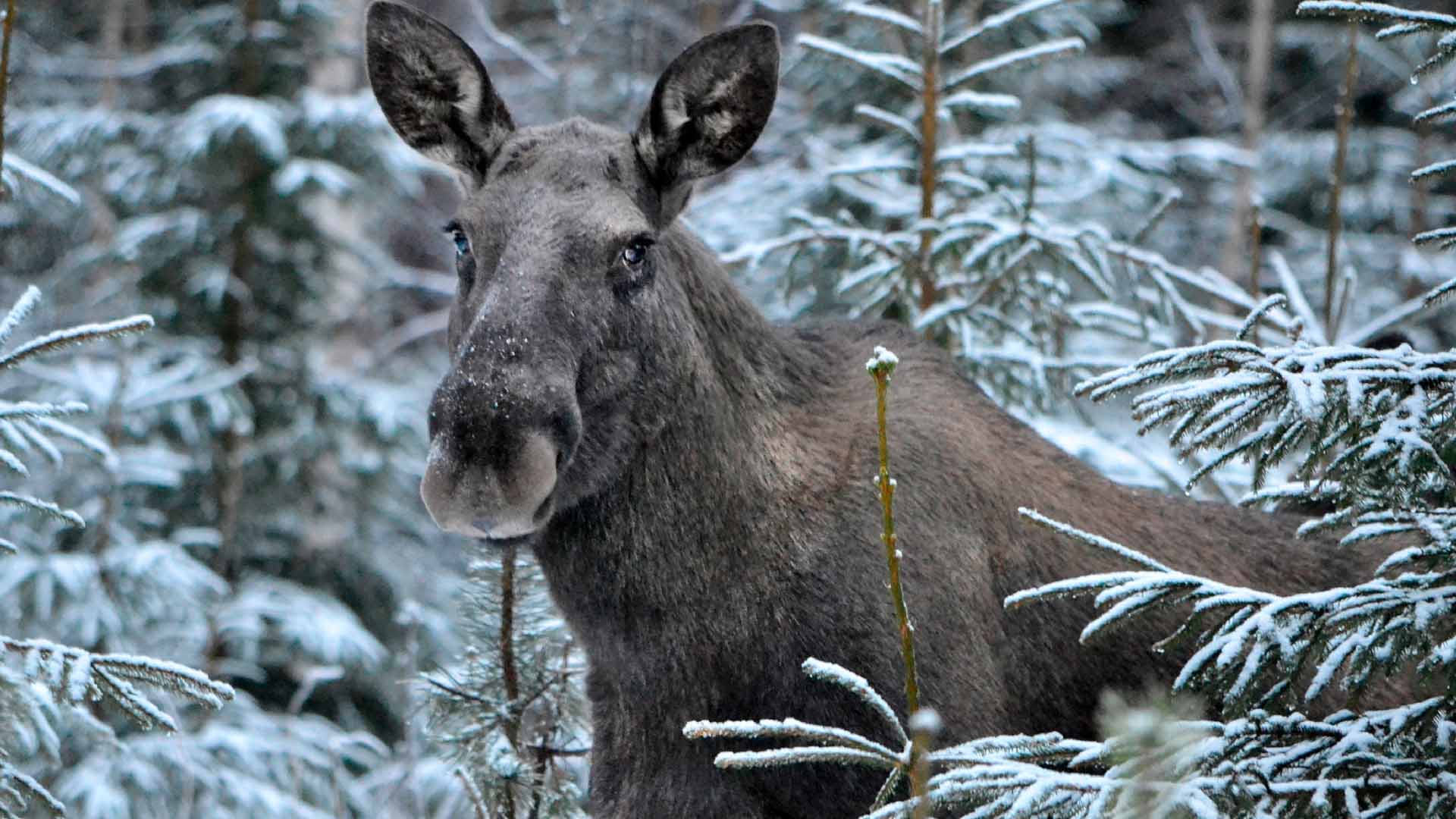 Älg i granskog vintertid.