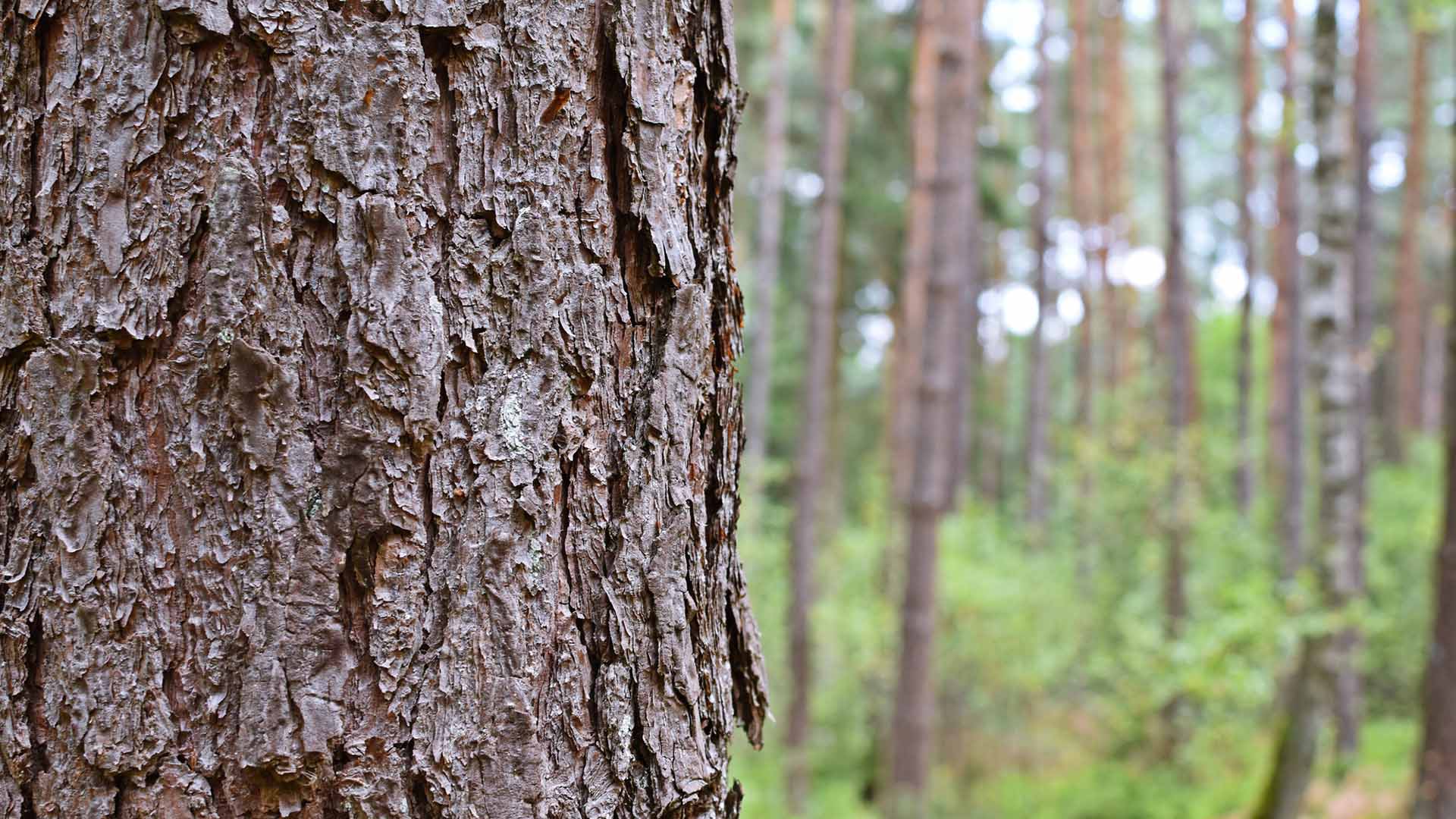 Trädstam där barken syns tydligt.