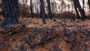 Brända träd efter en brand.