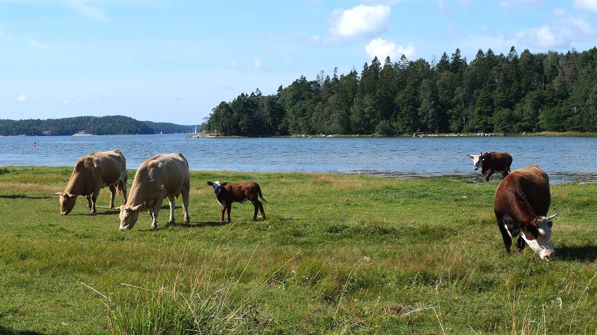 Betande kor vid havet.