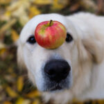 Närbild på Golden retriever som balanserar ett äpple på nosen.