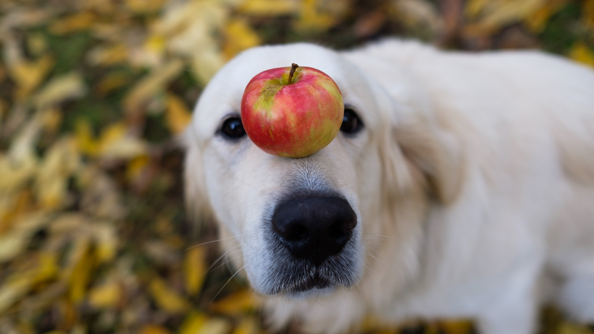 Närbild på Golden retriever som balanserar ett äpple på nosen.