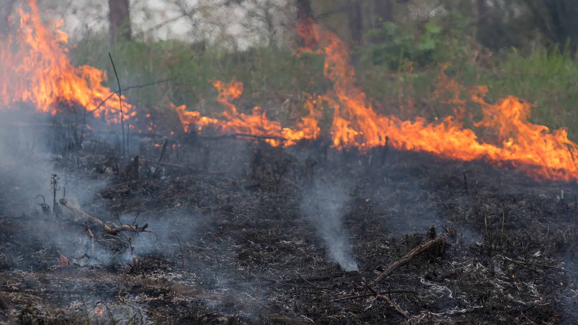 Rök från marken och eld i skogskant.