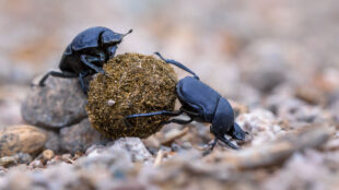 Två dyngbaggar rullar en boll.