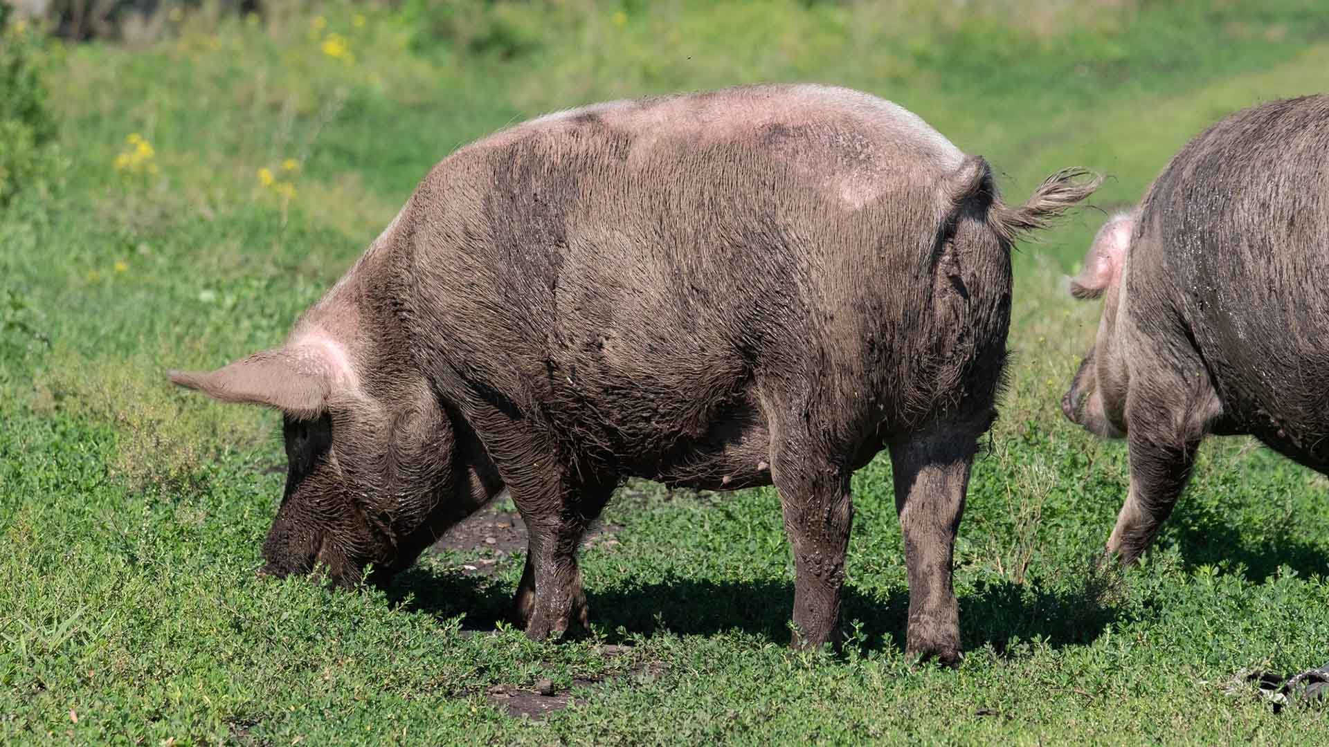 Två leriga grisar äter gräs.