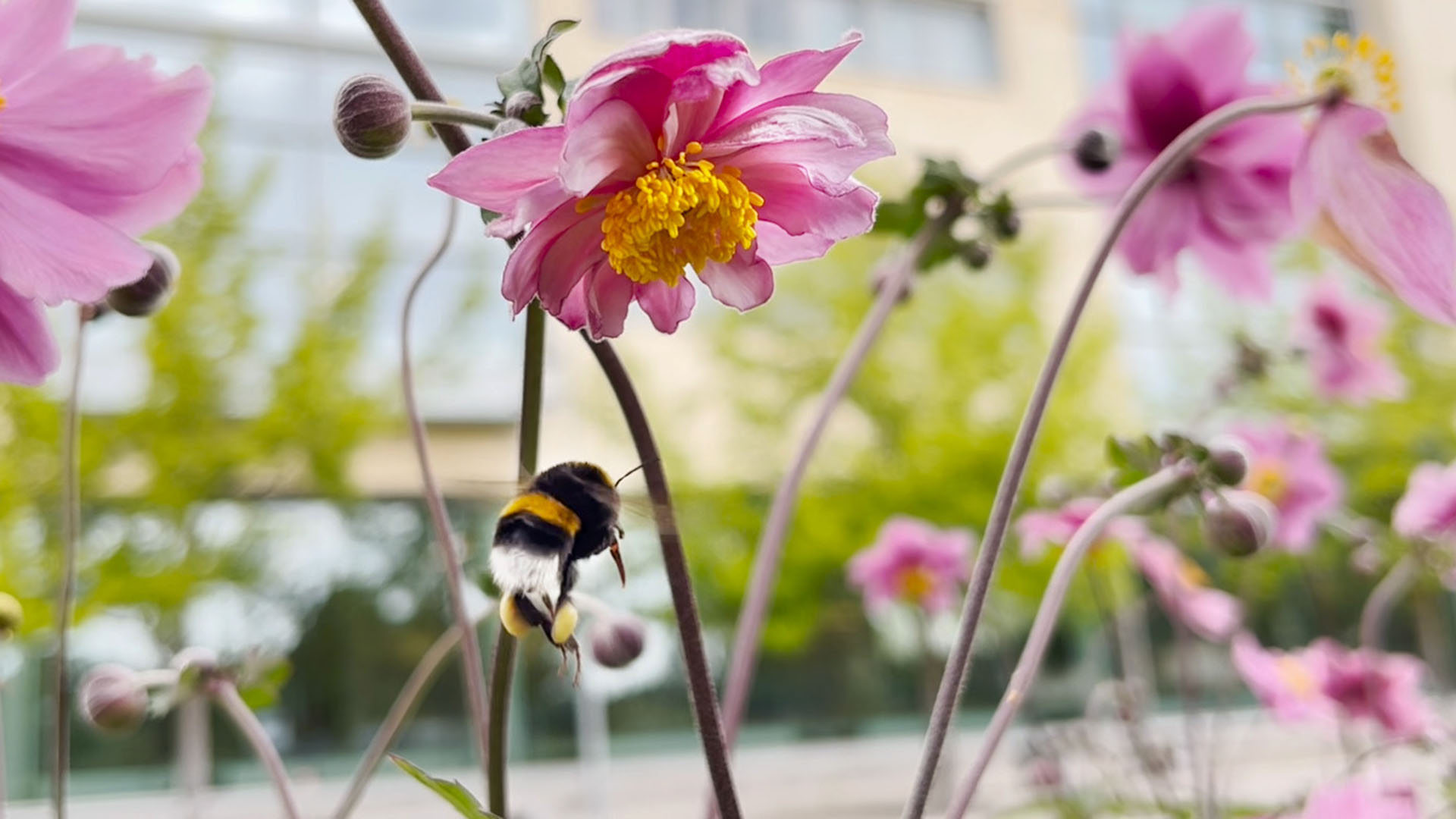 Humla vid rosa blommor.