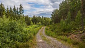 Liten väg omgiven av skog.