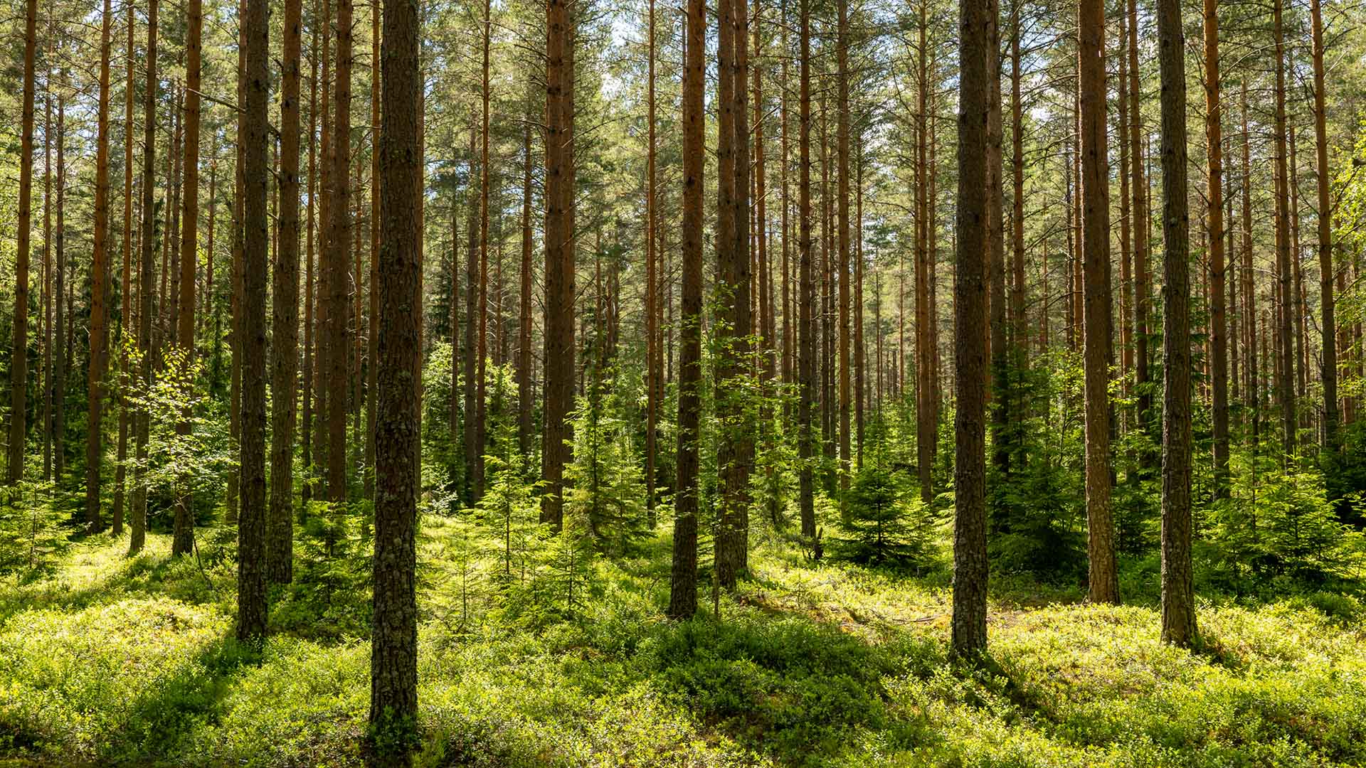 Tallskog och ris.