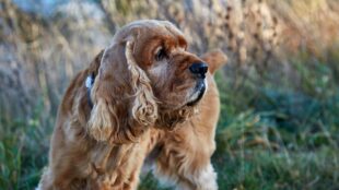 Beige-gul hund med långa öron tittar åt sidan, fält i grönt och gult i bakgrunden.