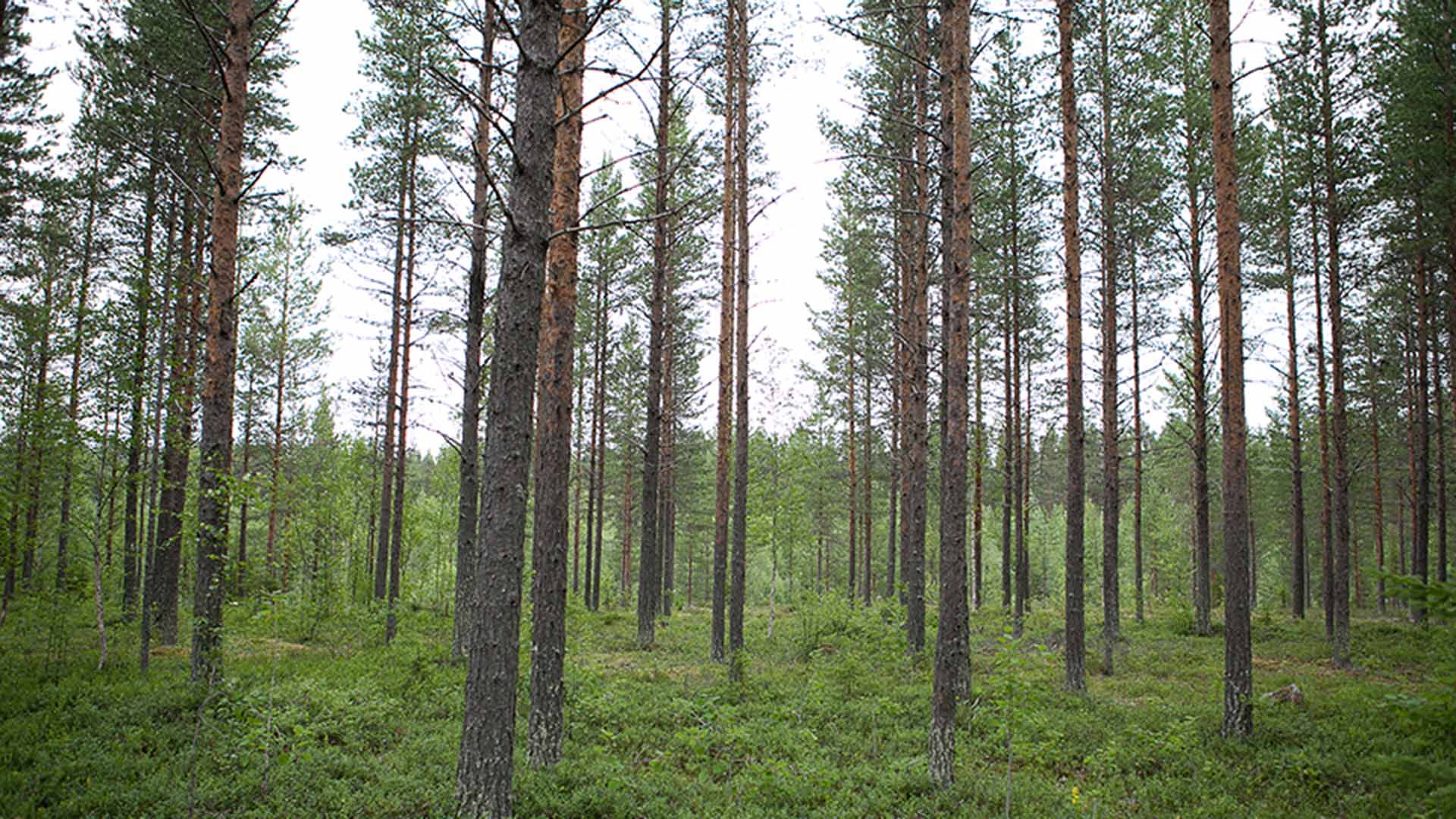 Skog med tallar.