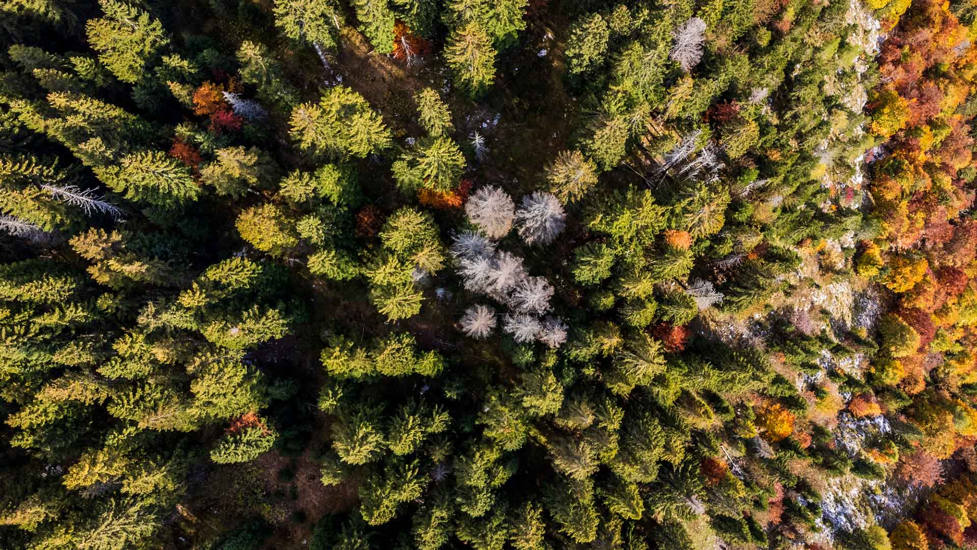 Barrskog, med en klick död skog i mitten, sett från ovan.