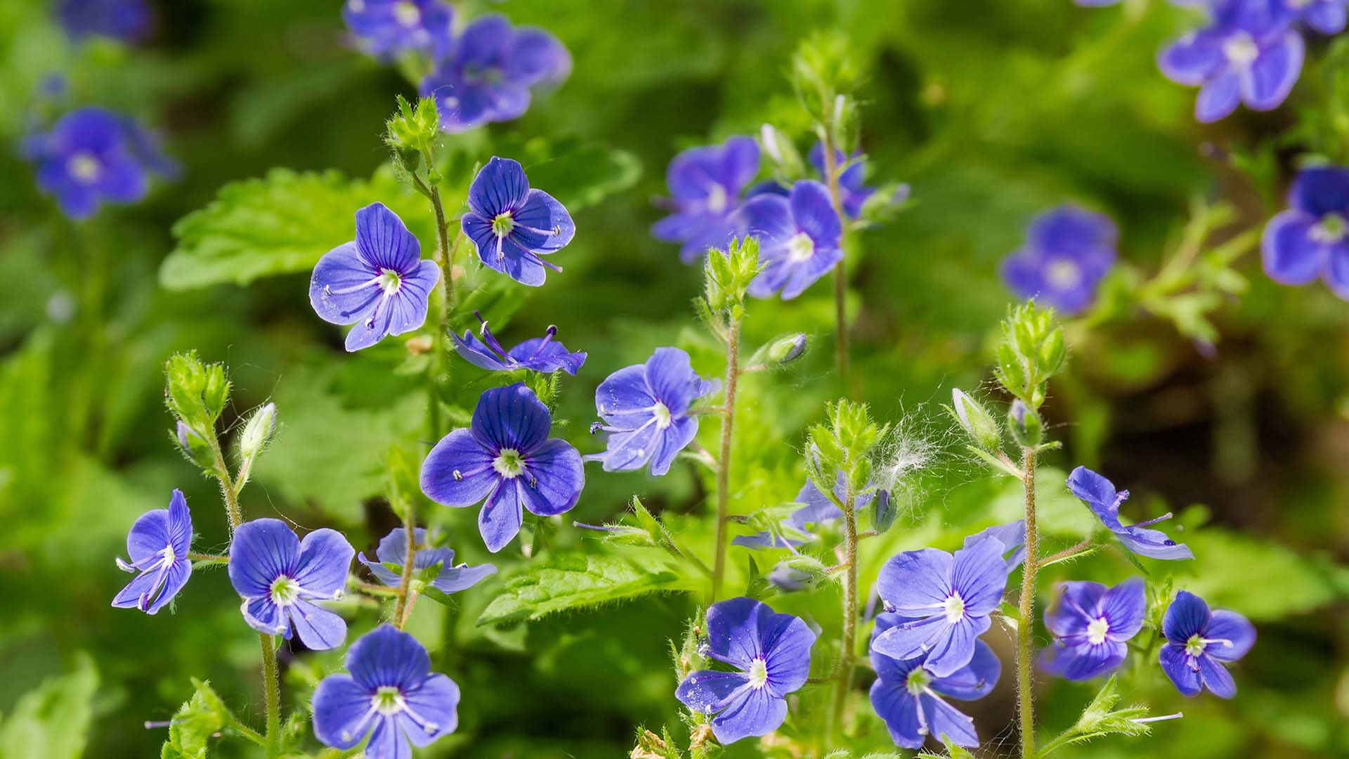 Blå små blommor mot grön bakgrund.