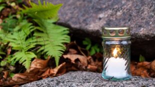 Gravljus i glas står på en sten, några ormbunksblad till vänster, utomhus.