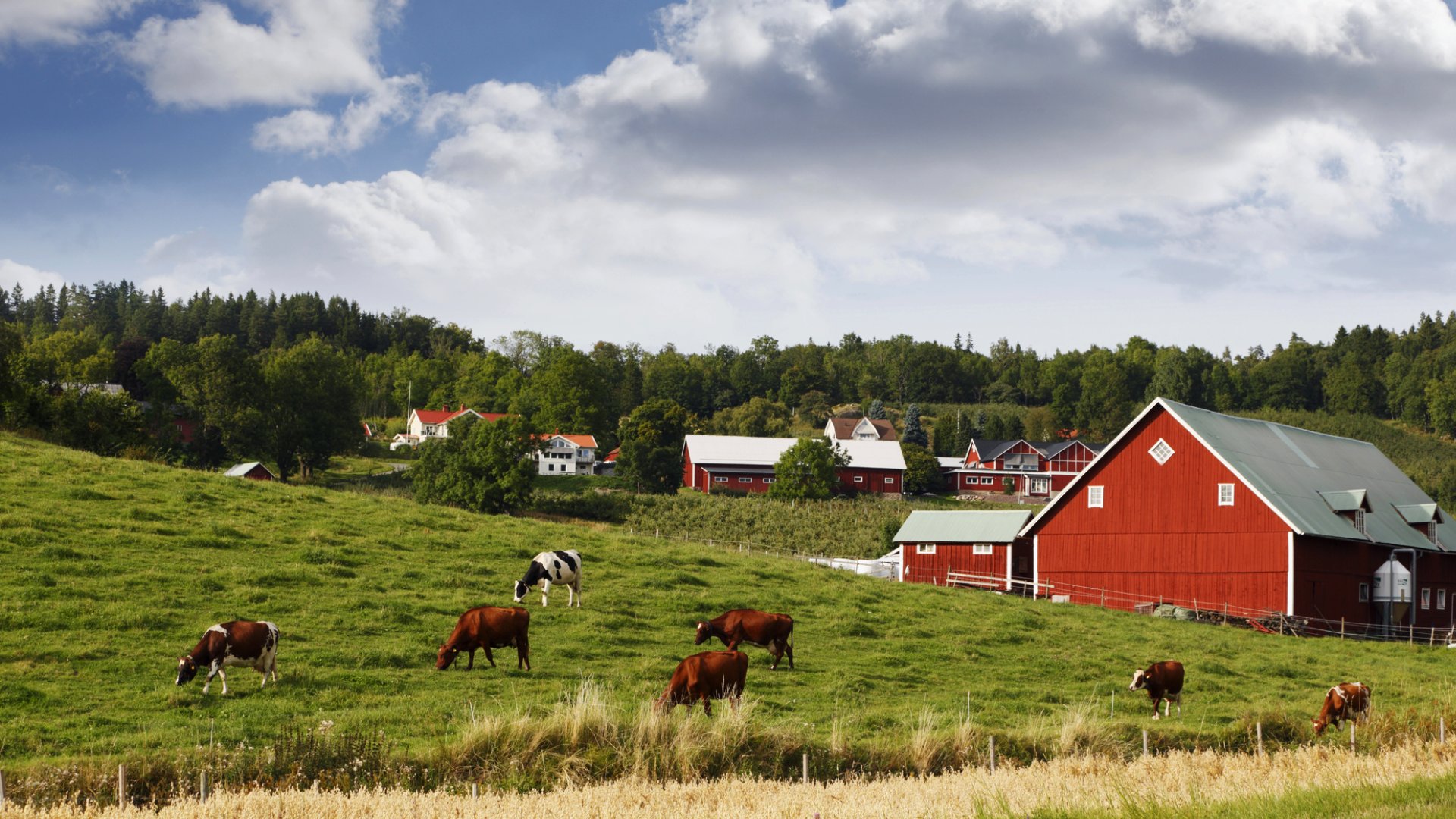 Grönt landskap med kor på äng, röd träbyggnad och skog i bakgrunden. Blå himmel med vita moln.