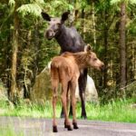 Älgko med en kalv står på en liten skogsväg.
