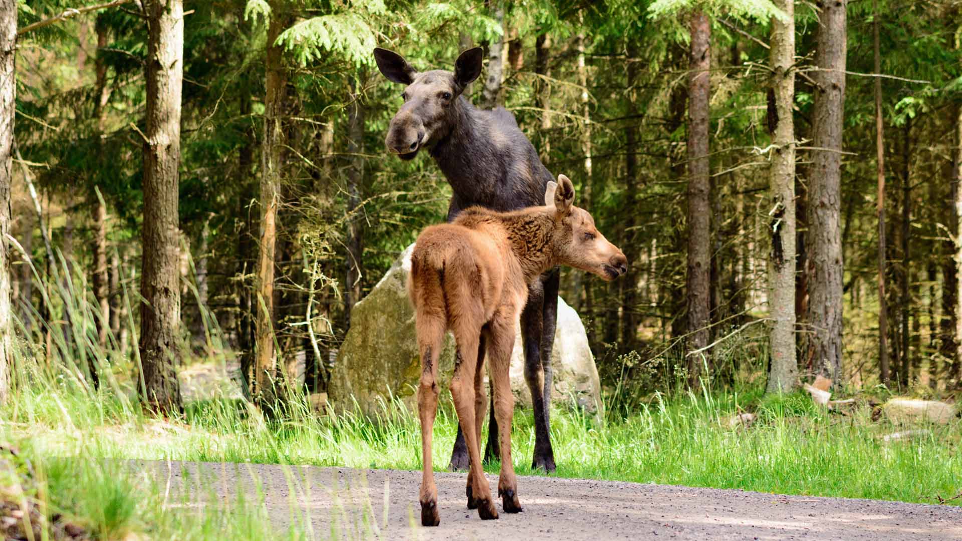 Älgko med en kalv står på en liten skogsväg.