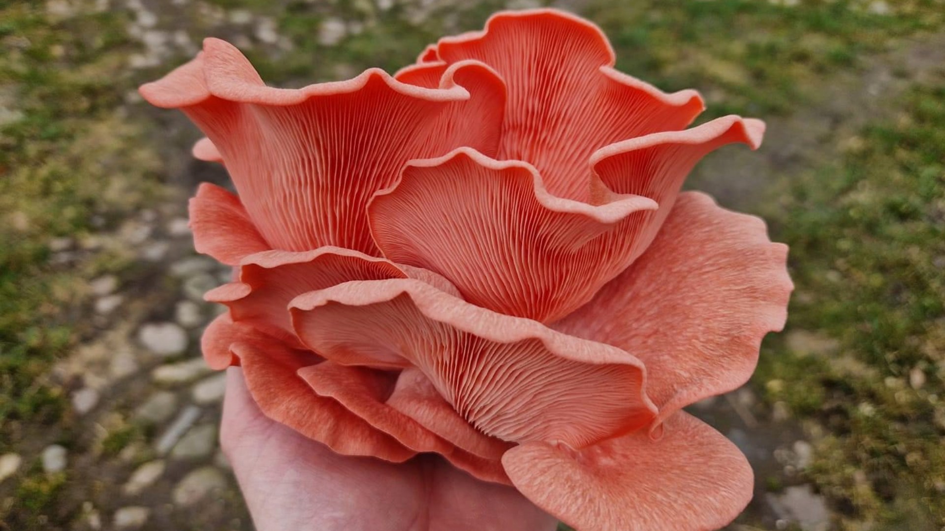 En klunga med rosa svampar ligger i handflatan på en människa, gräs bakom.