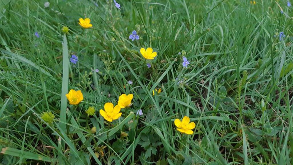 Blå teveronika och gula smörblommor bland gräs.