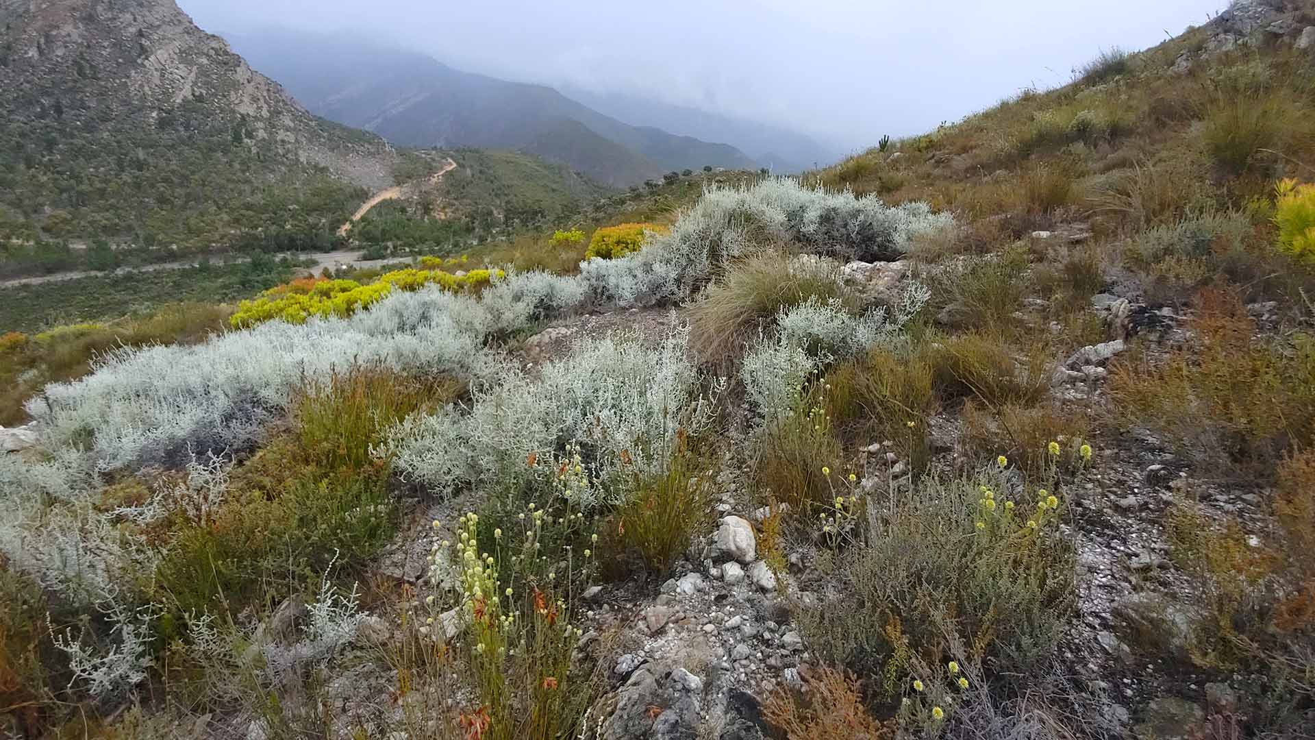 Grå buskar, ungefär 30 centimeter höga på en bergssluttning.