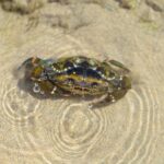 Krabba på grunt vatten, sandstrand i sol.