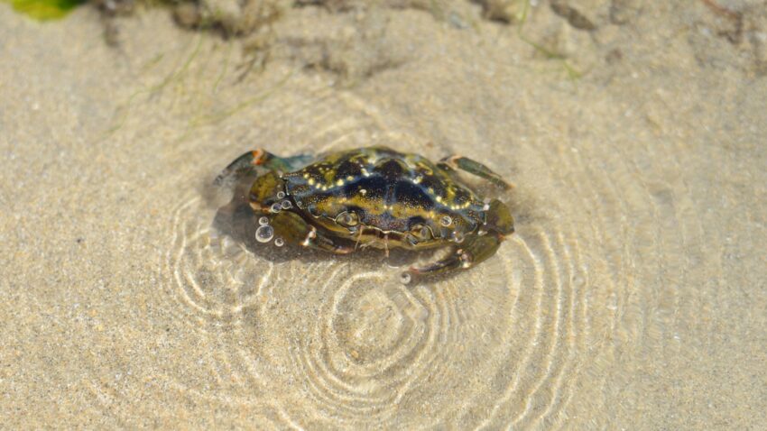 Krabba på grunt vatten, sandstrand i sol.