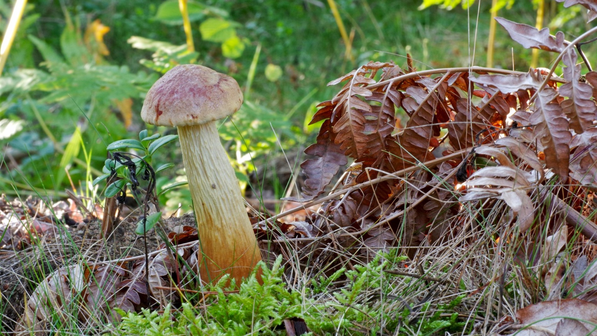 Soppsvamp i skog.