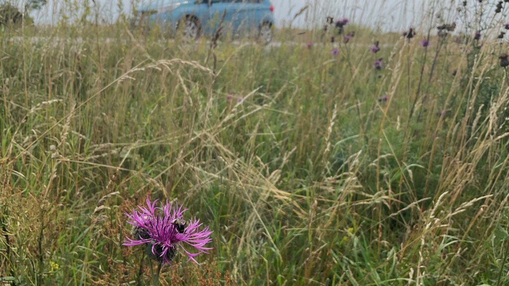 Humla på en rosa blomma