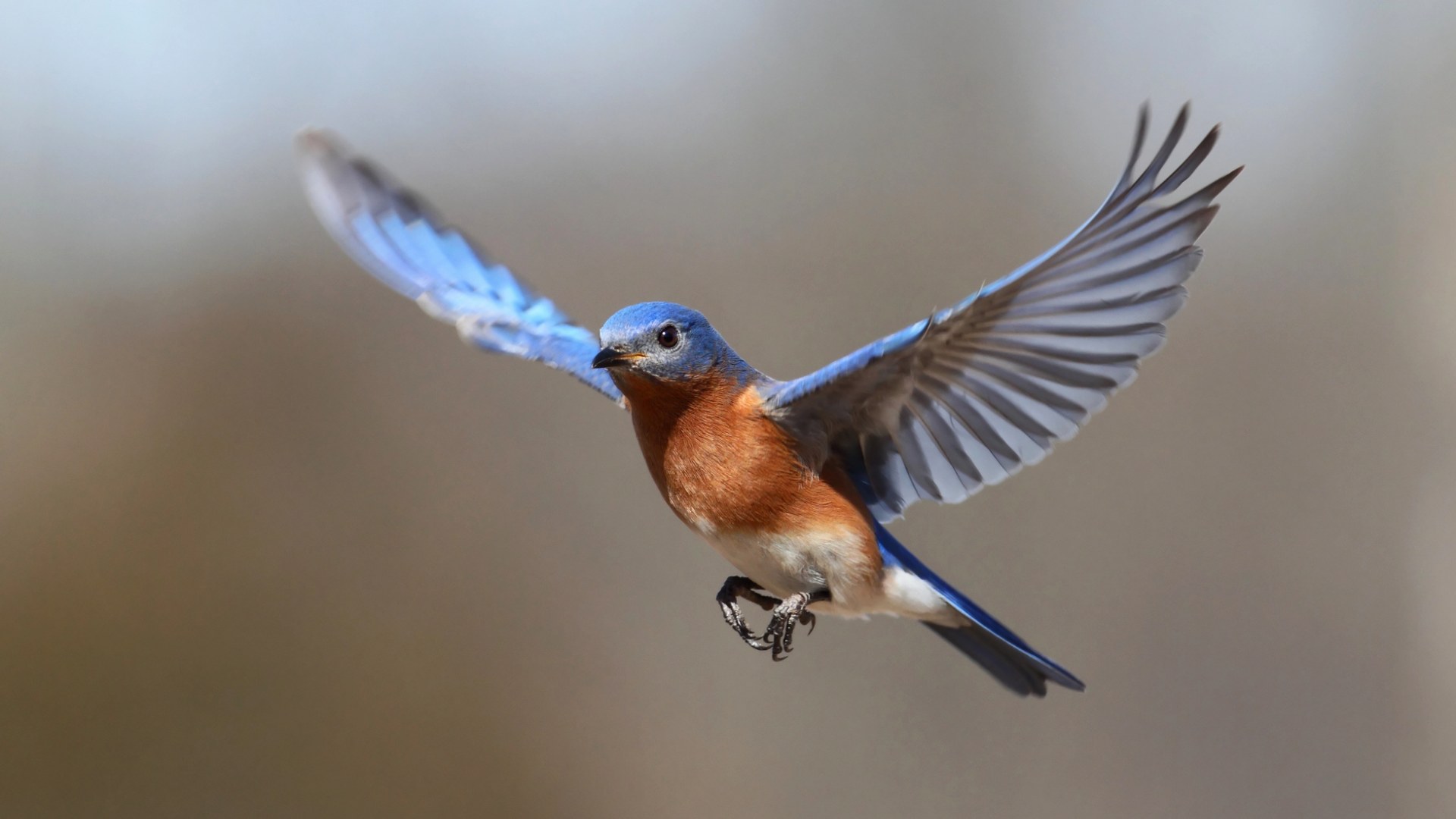 Flygande fågel med röd mage och blå vingar.