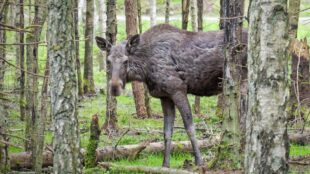 En älg tittar fram bland träd.