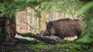 Vildsvin bökar i skogsmiljö.