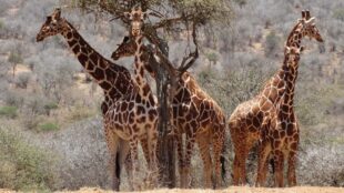 Fem giraffer tittar åt lika olika håll.