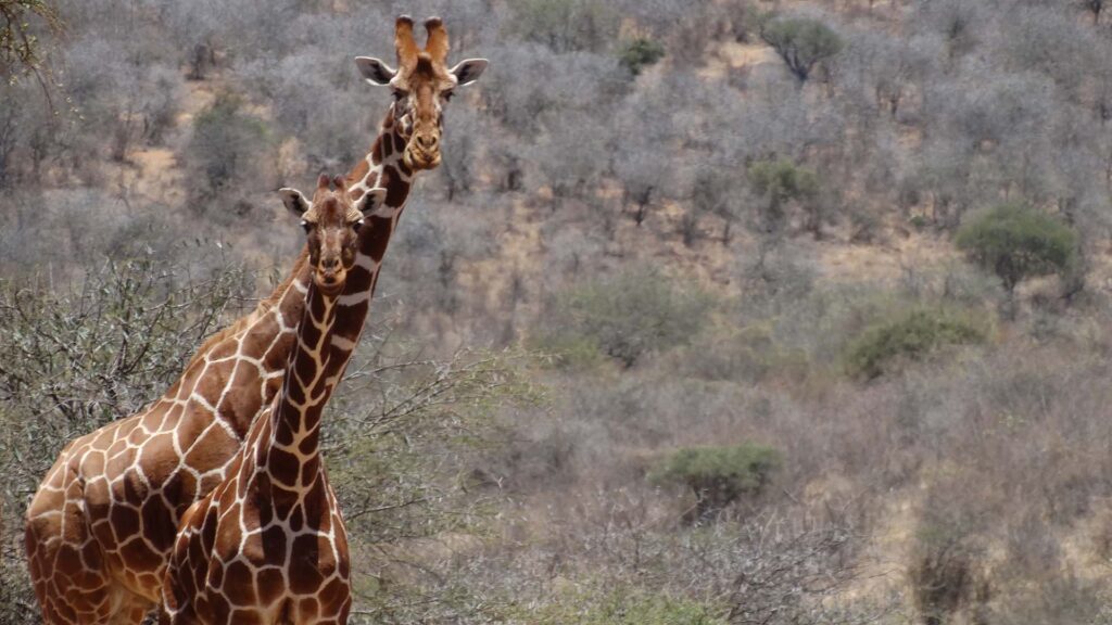 Två giraffer