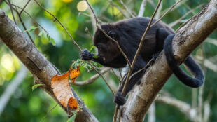 En svart vrålapa sitter i ett träd.