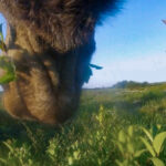 Älg böjer sig ner och mumsar på gräs.