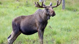 Älg omgiven av gräs