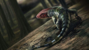 En reptil som ser ut som en ödla med rött huvud.