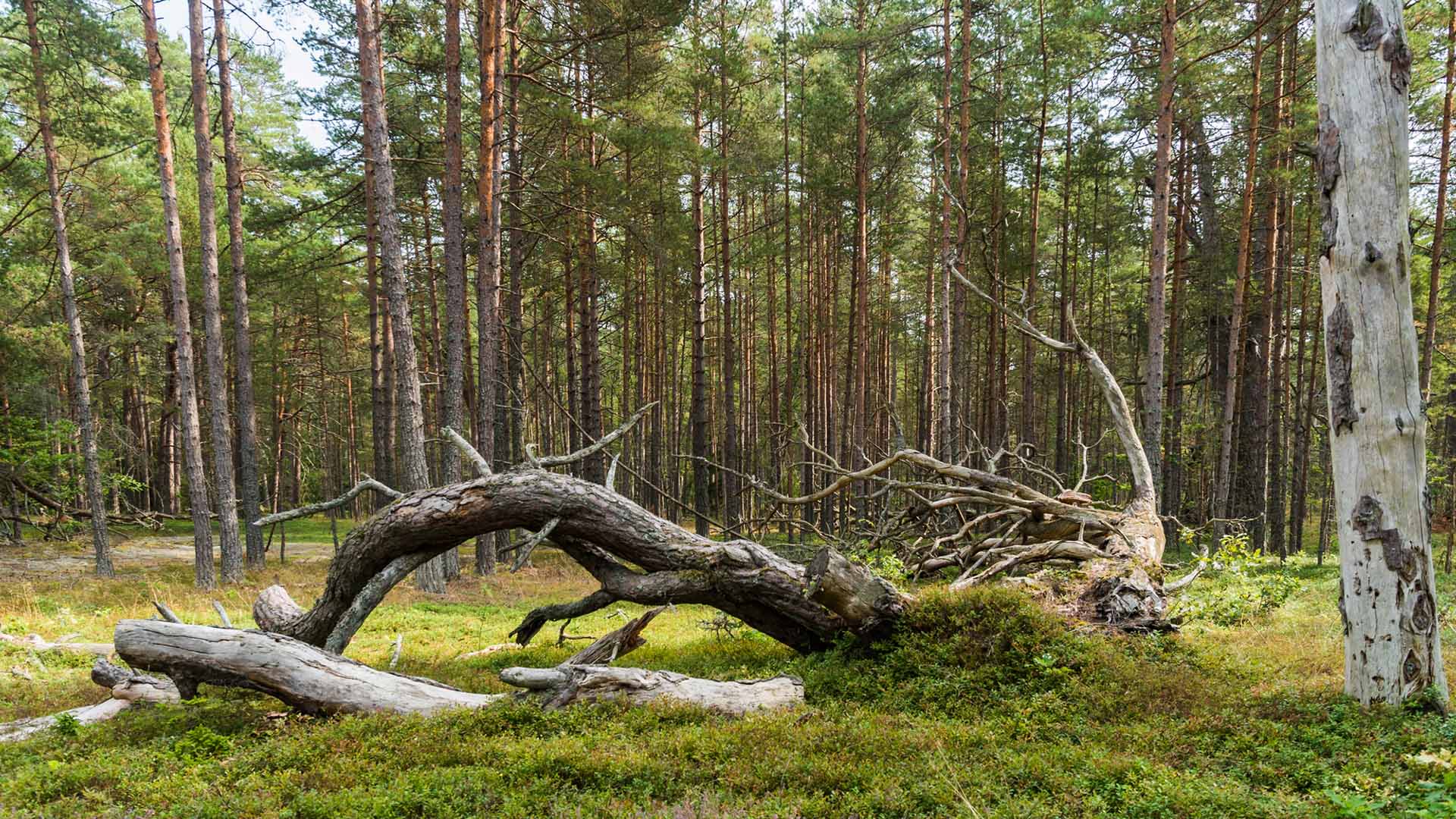 Död gren ligger på mark omgiven av tallar.