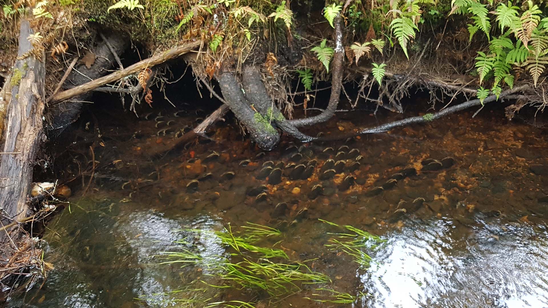 Musslor i vattendrag och träd.